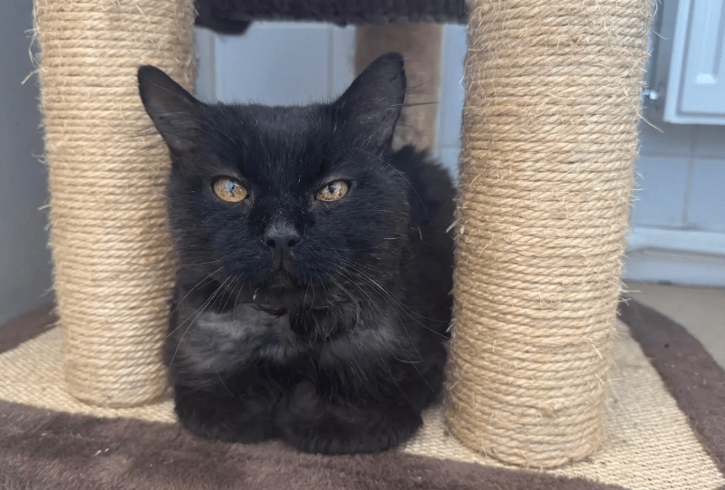 Ivor is a wonderful lad who has been a pleasure to get to know during his stay at the shelter. He initially struggled to adjust to the shelter environment when he first arrived, but now that he’s found his feet, he has shown staff what an affectionate and laid-back boy he is. He absolutely loves being made a fuss of off those he’s comfortable with and will lie, purring away, for as long as possible being brushed – he absolutely loves a good groom!