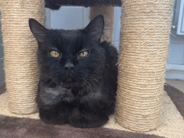 Ivor is a wonderful lad who has been a pleasure to get to know during his stay at the shelter. He initially struggled to adjust to the shelter environment when he first arrived, but now that he’s found his feet, he has shown staff what an affectionate and laid-back boy he is. He absolutely loves being made a fuss of off those he’s comfortable with and will lie, purring away, for as long as possible being brushed – he absolutely loves a good groom!