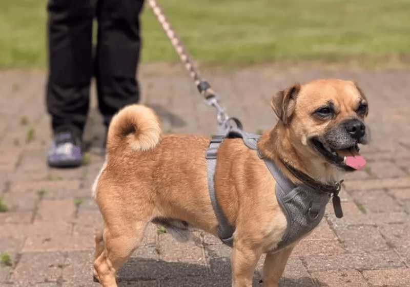 Doug is the most delightful little character you could wish to meet! He lives life in the fast lane and is a real little busy body. Doug loves going out for walks and although is a slightly older boy, is still very energetic and will follow his nose all day long, he would love to go home with an active family where he can go on adventures