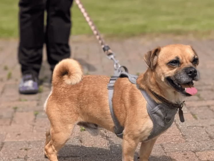 Doug is the most delightful little character you could wish to meet! He lives life in the fast lane and is a real little busy body. Doug loves going out for walks and although is a slightly older boy, is still very energetic and will follow his nose all day long, he would love to go home with an active family where he can go on adventures