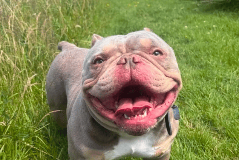 Kermit is an absolute superstar. He is a brilliant boy with a personality as big as his smile. He adores his humans and will make friends easily with everyone he meets, happily rolling on his back for some tummy rubs. Kermit has become a firm favourite with the team at the shelter – he is just an absolute pleasure to be around.
