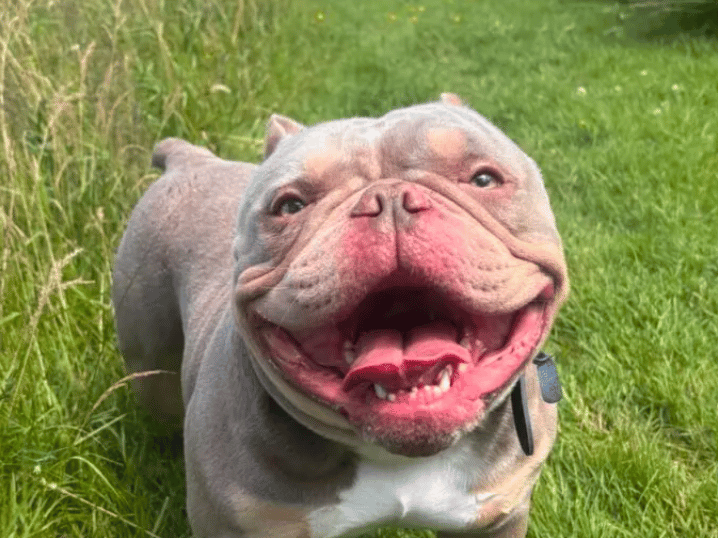 Kermit is an absolute superstar. He is a brilliant boy with a personality as big as his smile. He adores his humans and will make friends easily with everyone he meets, happily rolling on his back for some tummy rubs. Kermit has become a firm favourite with the team at the shelter – he is just an absolute pleasure to be around.