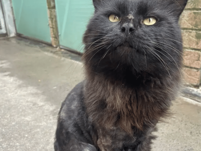 McFlurry is a sweet boy who settled in quickly at the shelter. He is always happy to see his human friends and loves getting out of his pen for a cuddle! He’s a very food-oriented lad and loves his treats – particularly Dreamies or Lick-E-Lix! He enjoys sitting on your lap to be made a fuss of, but isn’t too keen on being picked up.