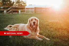 Signs of heat stroke include heavy panting, drooling, lethargy, confusion, vomiting, diarrhoea, weakness or seizures. 