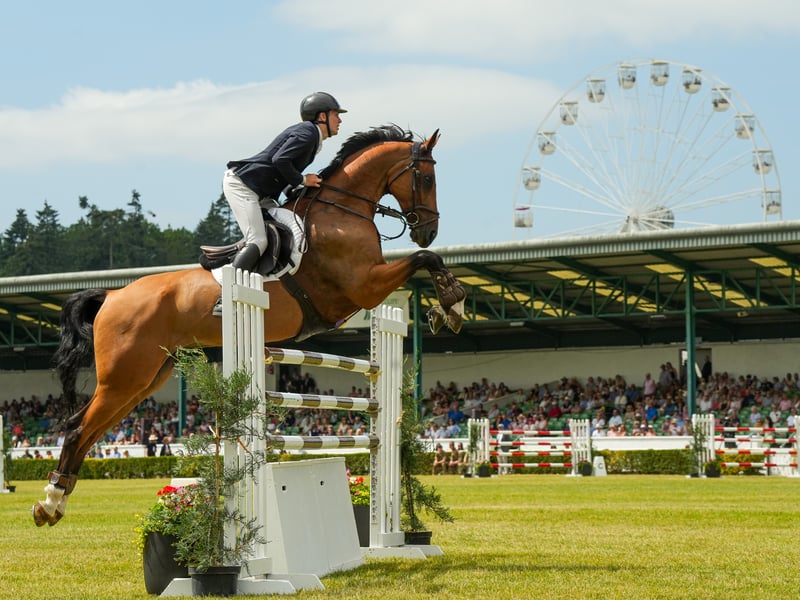 William Hanson show jumping.