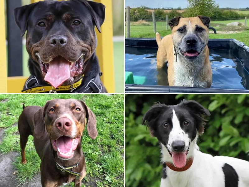 All these dogs are searching for their forever homes.