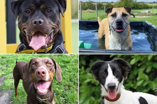 All these dogs are searching for their forever homes.