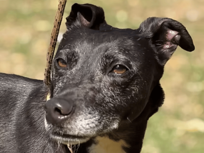 This gentle lurcher is seeking a quiet and affectionate new home after being taken into care from a local stray kennel following an urgent appeal on July 13. Estimated to be approximately five years old, Beatrice has a calm nature and is currently adjusting to her new kennel environment. She walks well on her lead, is exceptionally clean in her kennel, and thrives on human company and affection.
