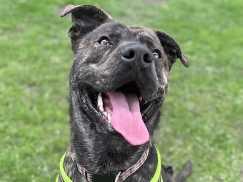 Initially rescued from stray kennels, this affectionate, active youngster has spent six months in care. He is full of joy, loves cuddles, and is toy-crazy. Adorable Morris needs a loving, active home with adopters willing to work on his boisterous training and help him explore the outside world.