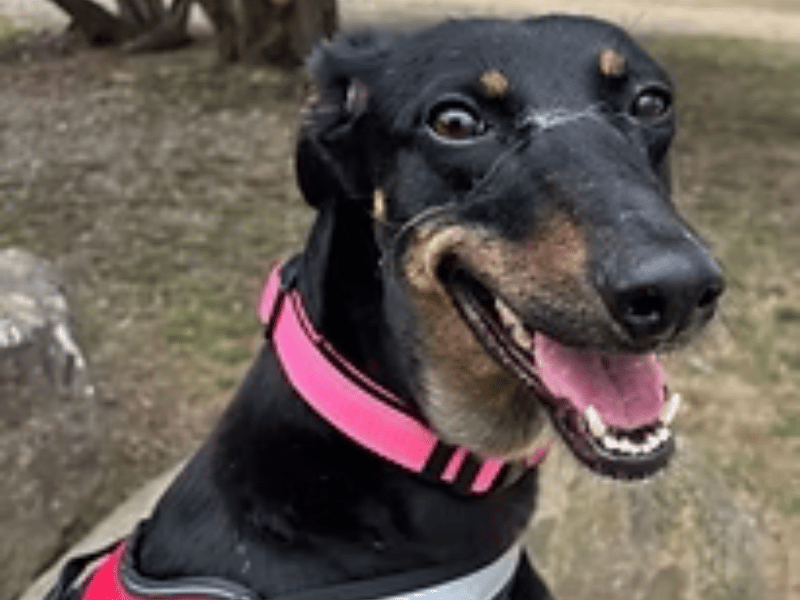 Recently returned to care through no fault of her own, this affectionate lurcher is currently struggling with kennel life. Queenie bonds deeply with her handlers and is searching for a quiet home with a single owner or a couple. She is fully recovered from minor veterinary treatment and is ready for a fresh start.