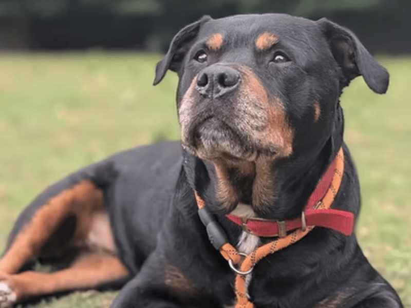 This affectionate Rottweiler crossbreed is searching for a quiet and loving retirement home after being saved from a Yorkshire stray kennel. Due to be put to sleep because of arthritis in her back legs, Lucy was brought into care and is now thriving on mild veterinary pain relief.