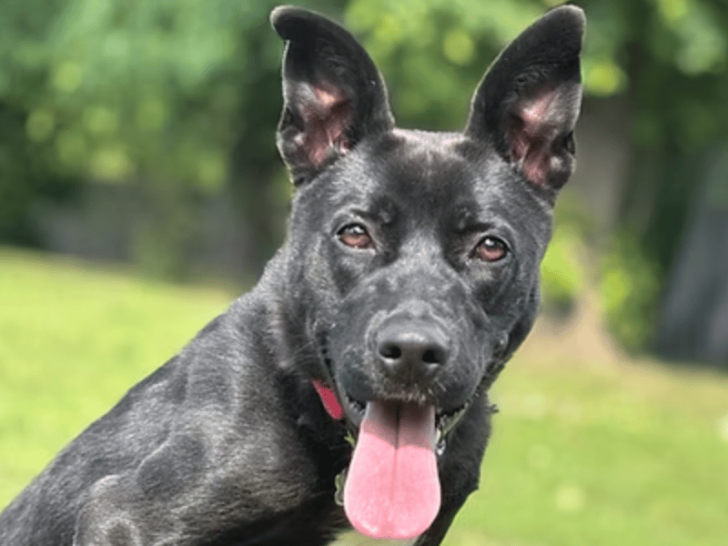 This energetic Staffordshire Bull Terrier cross German Shepherd is seeking an active new household after being brought into care at a Yorkshire stray kennel. At approximately one year old, Clara is a typical, spirited puppy who is searching for a patient owner dedicated to continuing her positive training and introducing her to new life experiences.
