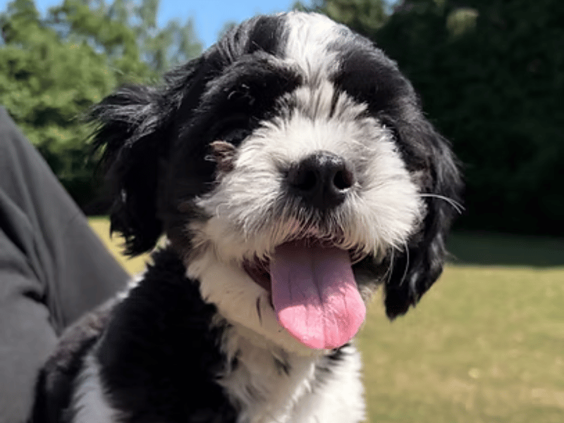 Brought into care from Yorkshire stray kennels on July 13, this sweet-natured puppy is looking for a fresh start. Baby Dot is a gentle and affectionate companion who requires an attentive household. She is best suited to a home with adults or families with older children.