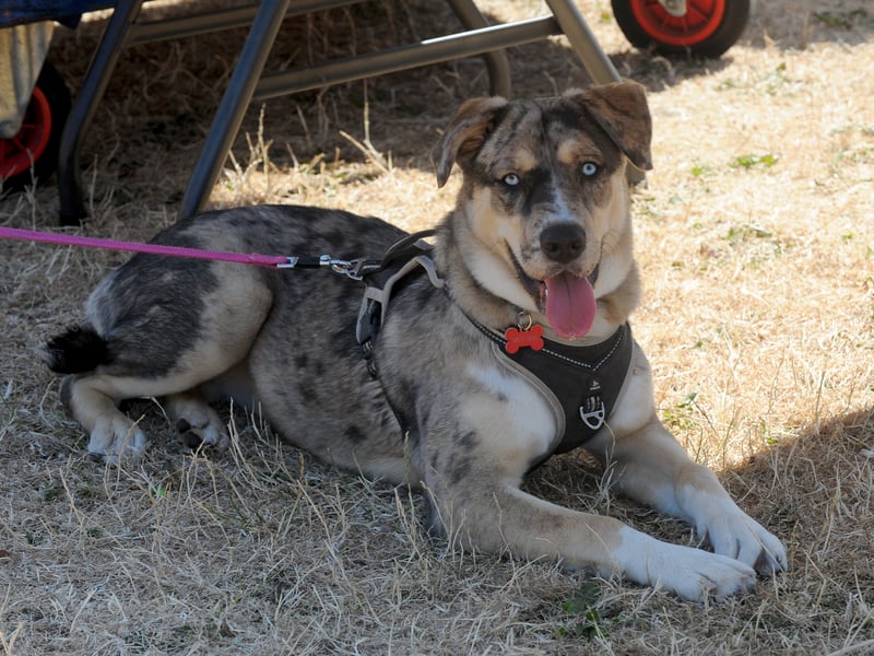Daisy the Husky cross who won most adorable eyes.
