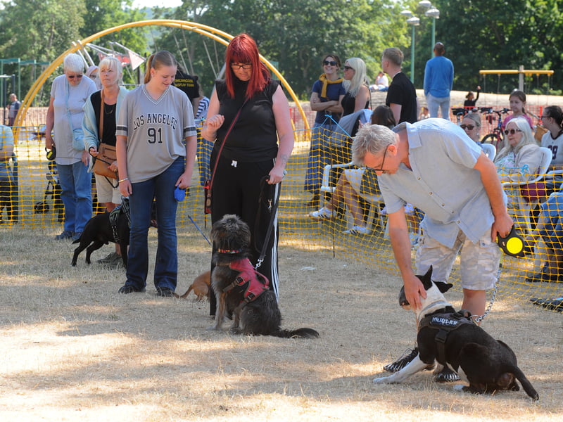 Dogs wait in line to be judged.