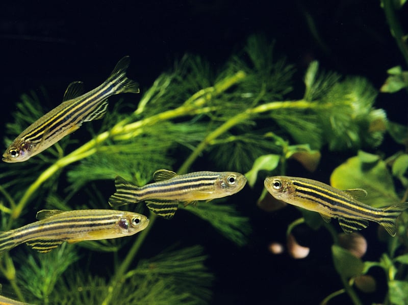 Also known as the Zebra Fish. like most of the fish on this list the Zebra Danio is a relatively small fish, hence doesn't need an enormous tank. Get at least five and they will naturally form a school. These fish will eat pretty much anything so that's one less thing to worry about.