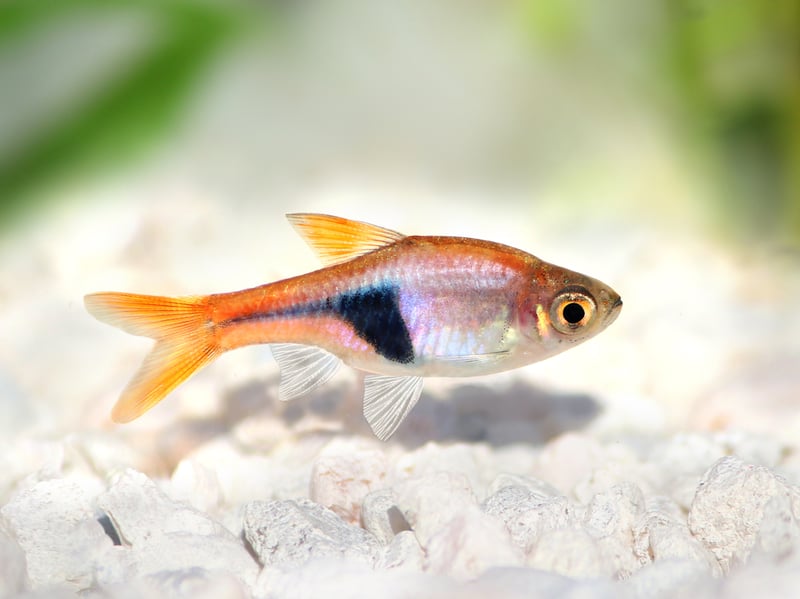 The colourful Harlequin Rasbora is a native of Southeast Asia is a small fish that will form a dazzling shoal in your aquarium. Get up to 10 of them - they get on well with everyone and are happy to just eat basic fish flakes. | Canva/Getty Images
