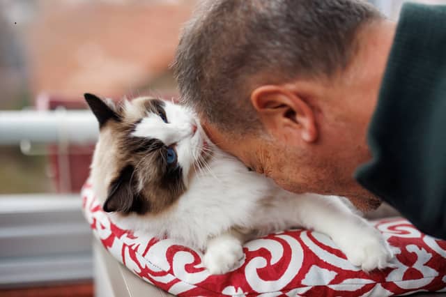 Some cat breeds seem to be just naturally affectionate.