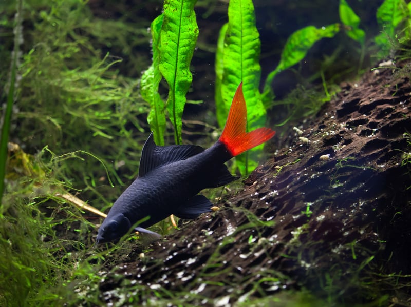 Despite its name, the Red-tailed Black Shark is more closely related to the humble Carp than the Great White. Critically endangered in its native Thailand, this fish is common in aquariums, where they are all captively bred. Their one drawback is that they can be aggressive against fellow Red-tailed Black Sharks - something to look out for.