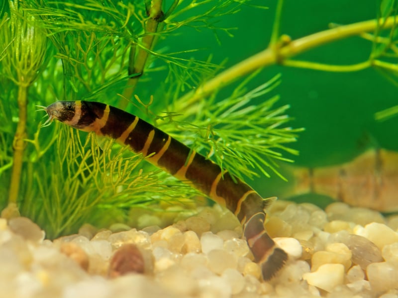 Native to the island of Java in Indonesia, the colourful eel-like Kuhli Loach tend to hide away during the day - coming out in the evening to scavenge food from the bottom of the tank. Easy to look after, just make sure they have plenty of hidey-holes to retire to. 