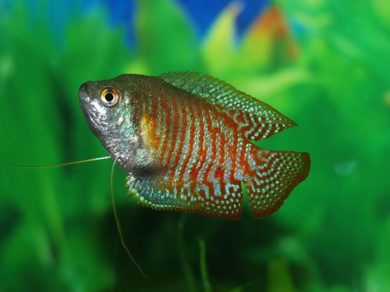 Highly prized for their stunning colours, the Dwarf Gouramis only grows up to 2.5 inches in length and will be happy in either hard or soft water. The South Asian fish breathes directly from the atmosphere so needs easy access to the surface. They will live for up to four years with very little fuss - just make sure to keep their water clean otherwise they may contract diseases.