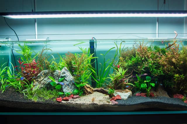 You've got your first aquarium - now to decide what fish to populate it with.