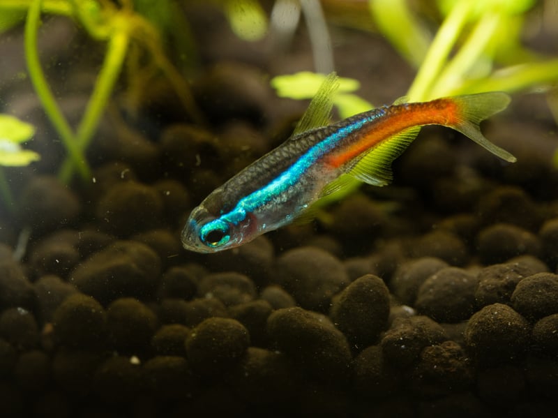 The Neon Tetra is the UK's (and probably the world's) most popular tropical fish. The tiny fish's bright red and blue colouring and ease of care are a winning combination for beginners. They originally come from backwater streams in the Amazon basin in South America. You'll need a seperate tank if you want to breed them though.