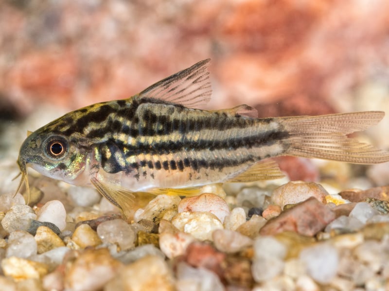 It's always good to have a helping hand with cleaning your tank and that's exactly what the Corydoras Catfish offers. It's a bottom feeding species that will happy clean up any food that has dropped to the bottom of the tank. Native to South America and Central America, they get on very well with other species of fish and are rarely aggressive.
