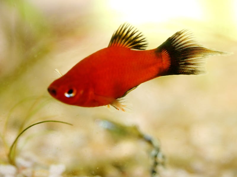 Native to the rivers of Central America, the Platy is yet another low-maintenance livebearer. There are actually two distinct species - the Southern Platyfish and the Variatus Platy - but they have been interbred to the point that any Platy bought in a pet shop will be a hybrid of the two.