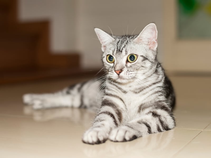 As the name would suggest, the American Shorthair is one of the most popular breeds of cat in the USA - it's pretty much the definition of 'housecat' on the other side of the Atlantic. Very adaptable and a perfect family pet, they tend to love being held - relishing all human contact.