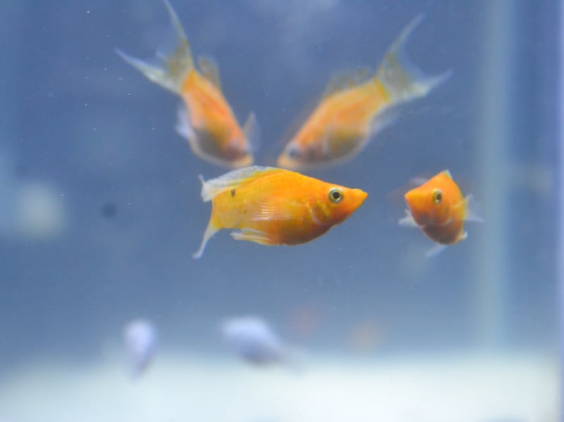 From the same family as the Guppy - and equally easy to keep - Mollies can be differentiated by their body shape and smaller tail. Widespread across the Americas, the Molly can come in a variety of colours, with black and orange being among the most popular with aquarium owners. | Canva/Getty Images