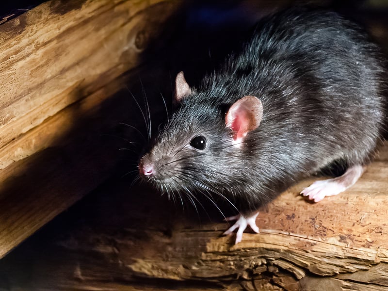 These were the 25 Sheffield streets with the most reports of rats in 2025. Photo: AdobeStock