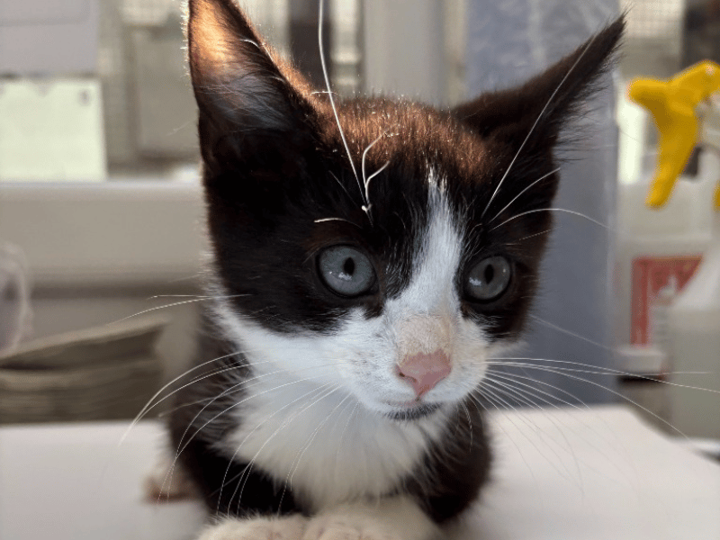 Friendly and handsome, 12-week-old Diego came to the rescue via a local vet and is ready for a play-filled home. This playful kitten gets along well with other cats, dogs, and children, and will need indoor and outdoor access once he grows a little older.