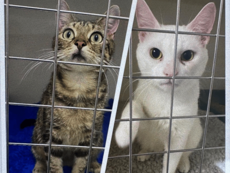 This gorgeous, sweet pair were handed in at the vets together and are now looking for a home as a duo. Playful, loving, and fond of human cuddles, they can live with children and will need both indoor and outdoor access. They must be rehomed together and cannot be placed in a home with other female cats.