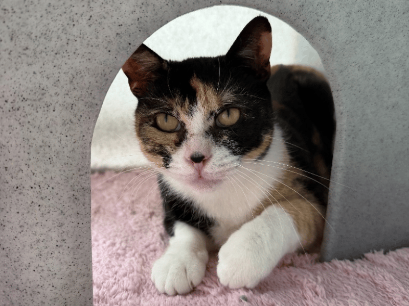 Having finished her mummy duties after giving birth to two litters, beautiful Doris is finally ready for a home of her own. Though a little shy at first, she quickly blossoms into a super sweet girl who loves chin scratches and affection. 