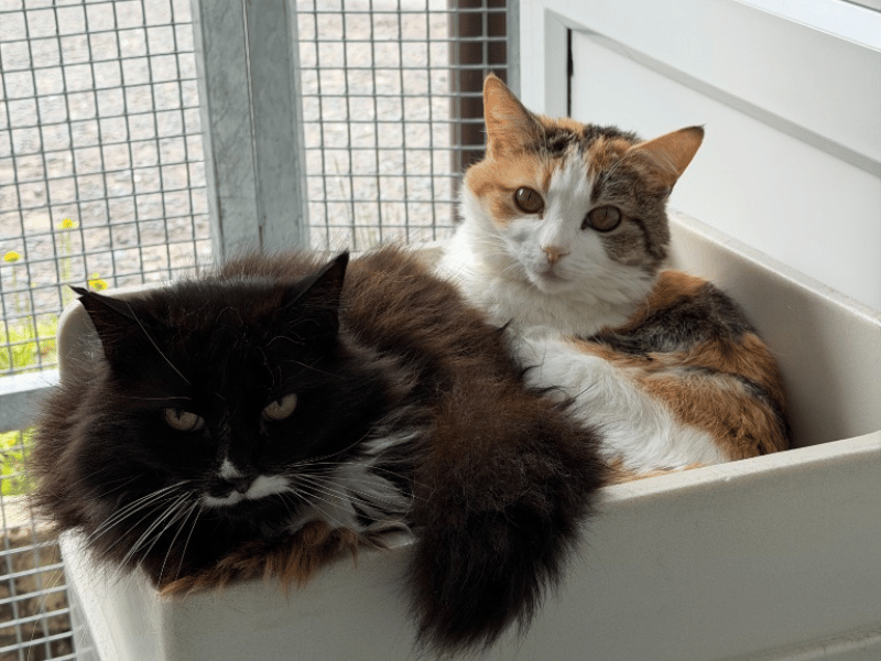 This super sweet pair arrived at the rescue after their previous owner had to move into unsuitable accommodation. Though naturally timid and unsure at first, they just need a patient home that will give them time to settle and flourish. They can live with children aged 12 and over, require outdoor access once settled, and must be rehomed together - just no other female cats, please.