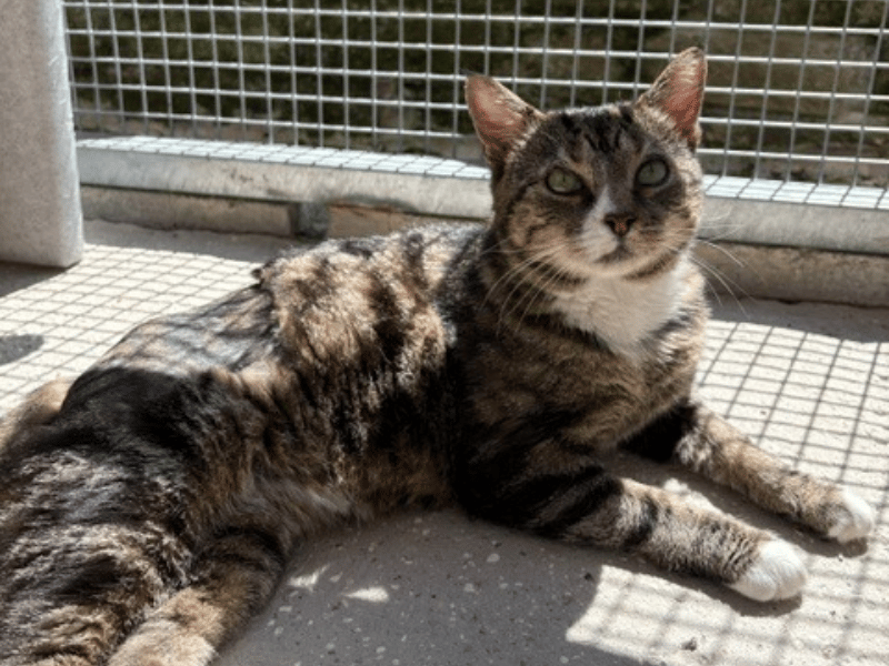 Devilishly handsome Dougal came to the rescue via a vet after suffering an injured leg. He needs a quiet, child-free, and pet-free home with an experienced owner who understands feline body language and respects his boundaries. While he loves a good head bop and treats, he prefers affection strictly on his own terms. 