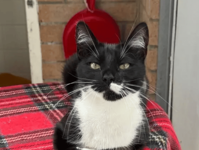 Luna is a lovely girl who has really grown in confidence since first arriving at the shelter. Initially, she was quite wary and hid away a lot and we noticed she was very stressed out by the presence of the other cat who she’d arrived with. Since separating them, Luna has become a much happier girl and now comes straight up to staff for a fuss, purring away!