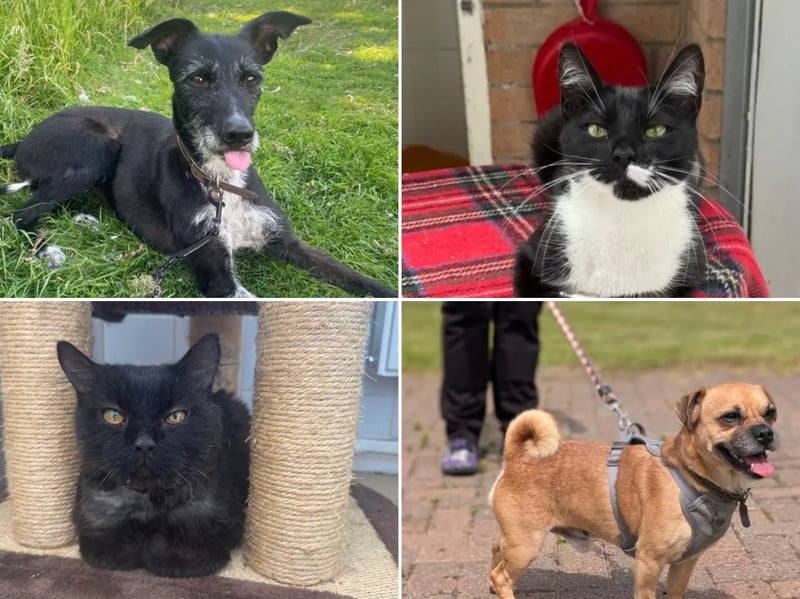 All these pets at Newcastle Dog & Cat Shelter are searching for a home.