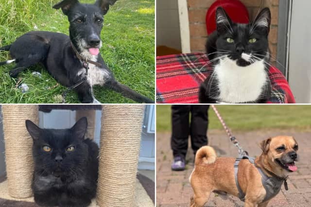 All these pets at Newcastle Dog & Cat Shelter are searching for a home.