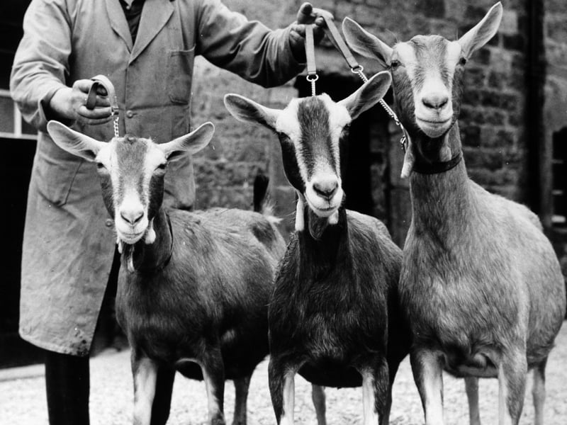 Ted Stothard's pedigree milking herd gave an average yield of just under 3,000 gallons in 1972, a figure which he viewed with understandable pride. His herd was made up of goats; 20 prizewinning British Toggenburgs which supply milk for one of the few commercial goat milk rounds in the country. Pictured in May 1973.