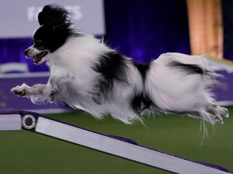 The only small dog to make the top 10 is the Papillon, who are also the most agile of the more diminutive breeds.
