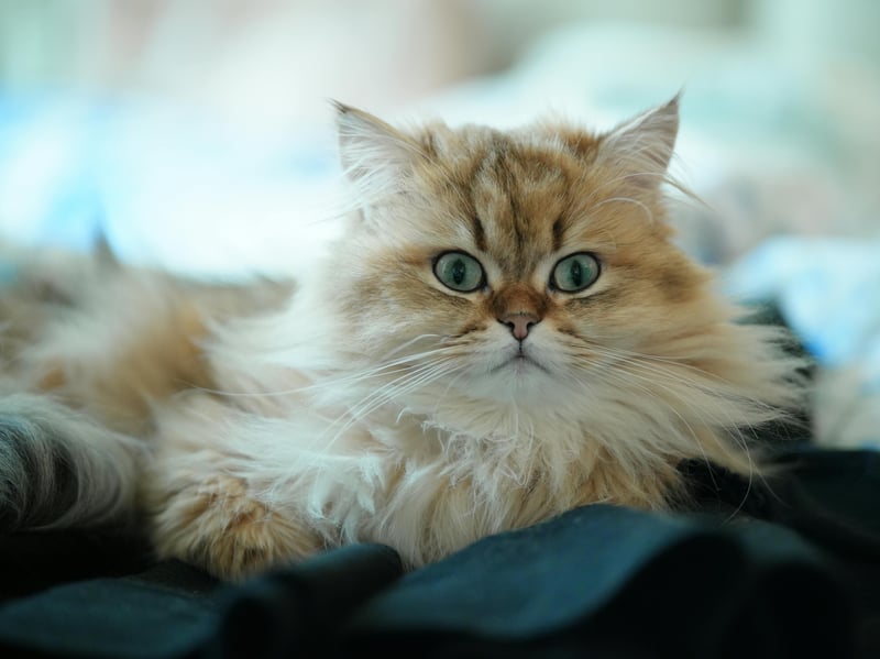 The Persian is a cat that is as cuddly as it looks - and that is 'very'. The bonus with these kitties is that they are incredibly lazy, so when they curl up on your lap they are probably there for the long run. Unfortunately, in common with other breeds with 'flat faces' they can suffer from Brachycephalic Obstructive Airway Syndrome (BOAS) which results in breathing and feeding problems. |