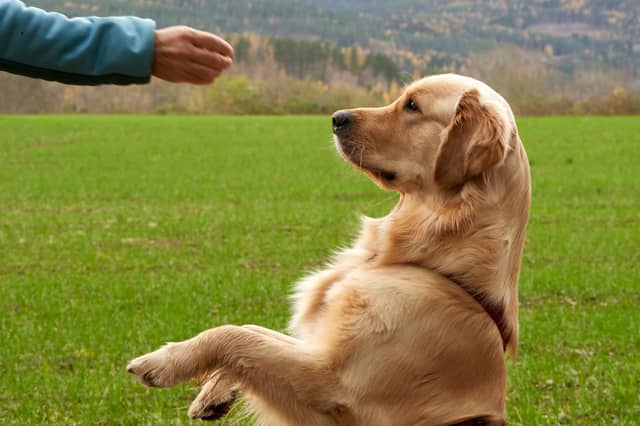 Some dogs are naturally more obedient than others.