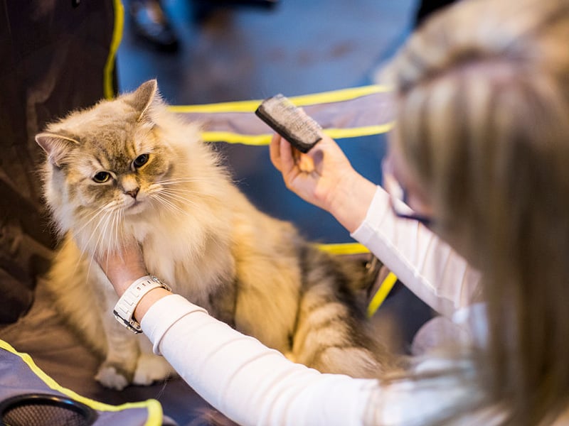 Ragamuffins are calm, sweet-natured cats that adore cuddling and being held when they have a catnap. Their patient temperament and affectionate behavior make them ideal for children, seniors, and multi-pet homes.