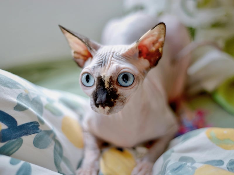 The fact that the Sphynx doesn't have any hair means it can get a bit chilly - and its owner's body heat is just the ticket for it to warm up. That means there will always be cuddles. Plus this breed of cat just naturally loves snuggles - and play - even if it's warm enough, so expect plenty of purrs at the same time. These are seriously loving cats. Sadly, there are also issues with having no hair, with these cats predisposed to skin problems and sunburn.