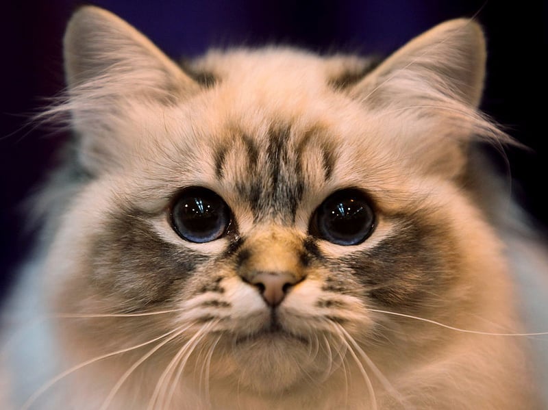 Birmans are gentle and loving lap cats that form deep connections with their entirely families. That means they'll be equally cuddly with both adults and children - and even fellow household pets.