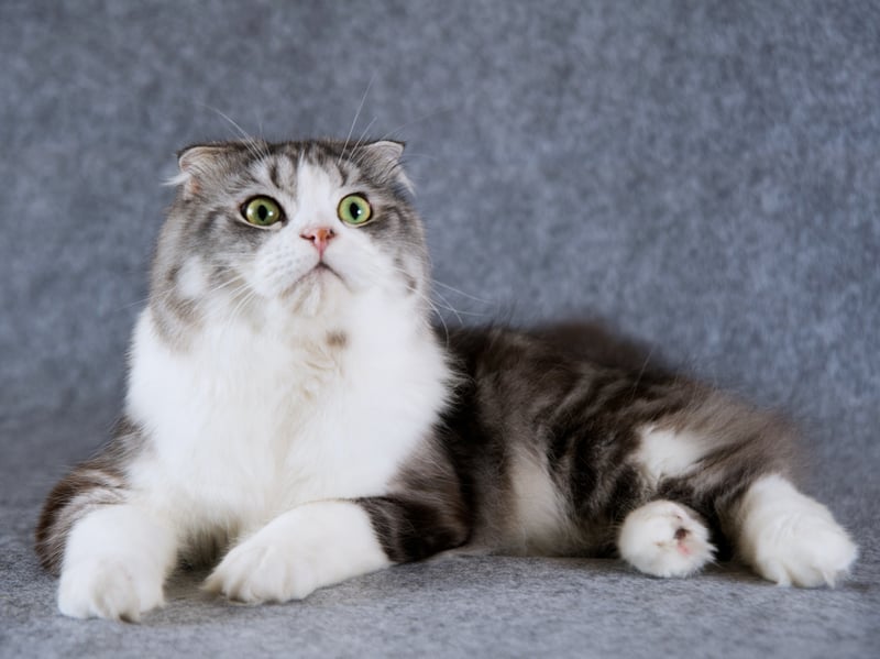 Taylor Swift's favourite breed of cat is named after its distictive 'folded' ears caused by a genetic mutation. This is a feline that is so affectionate that it really doesn't like being left alone - preferring to be curled up on or against its beloved owner at all times. If you want a cat that you can leave in the house while you go out to work, this probably isn't the breed for you. Prospective owners should also be aware that due to the selective breeding this cat is prone to Osteochondrodysplasia (Scottish Fold Disease), causing abnormal bone growth and skeletal deformities, arthritis and severe pain.