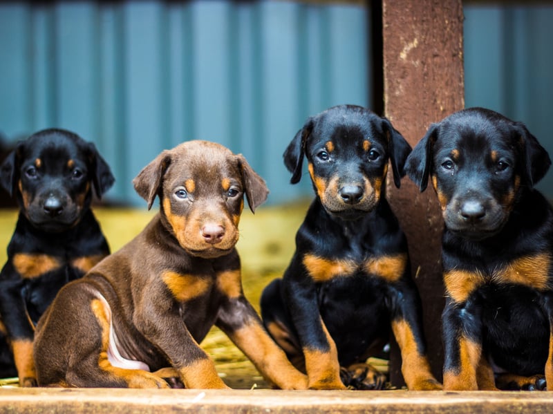 Dobermanns, also known as Doberman Pinschers, complete the top five of most obedient dogs. They make great guard dogs and are incredibly loyal.