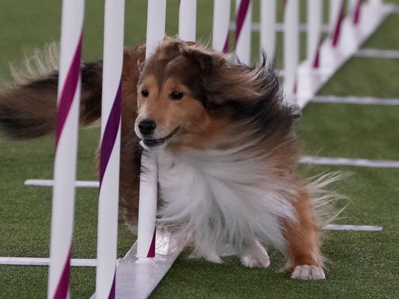 You need to be able to follow commands to successfully heard sheep, so it's no surprise that the cheery Shetland Sheepdog makes an appearance in the top 10 most obedient breeds of dog.